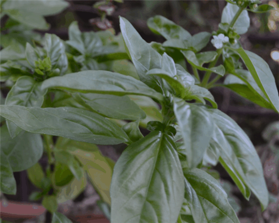 Basil grown under a grow light.