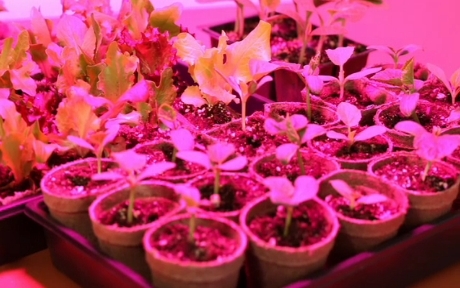 Plants under a violet-blue grow light.