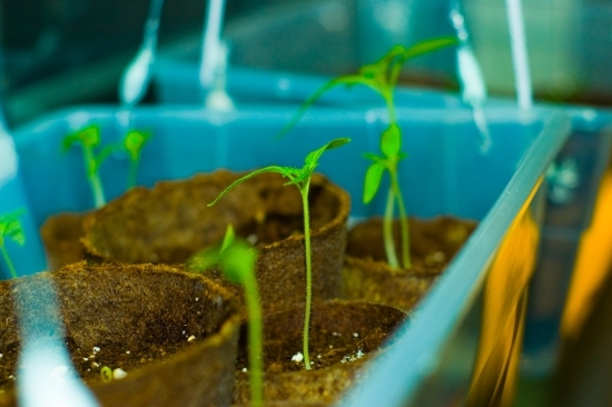 Sprouts growing in patches of dirt under warm light. Sprouts growing under light.